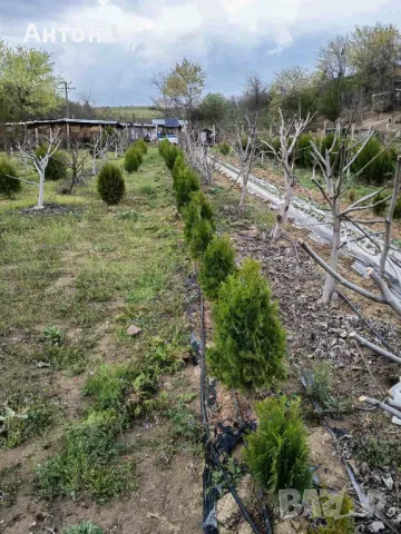 Вечнозелена Бързоразстяща Източна Туя / Thuja orientalis /, снимка 6 - Градински цветя и растения - 34168506
