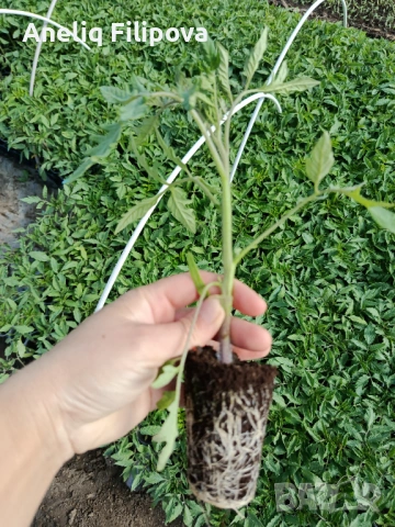 Продавам разсад за РАННИ домати в кофичка и тарелка