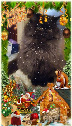 Ваксинирани персийски дългокосместа многоцветни котки с ЕС паспорти,микрочипирани!, снимка 16 - Чинчили - 42172746