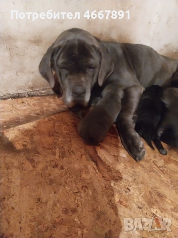 Кученца Кане корсо, снимка 5 - Кане корсо - 52642812