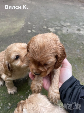 Кокер шпаньол. , снимка 2 - Кокер шпаньол - 52890300