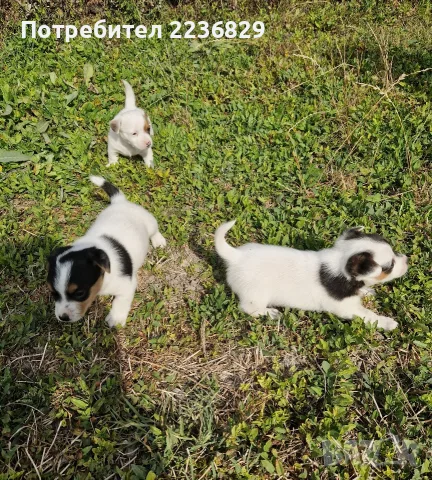Джак-Ръсел Териер , снимка 5 - Джак ръсел териер - 56140727