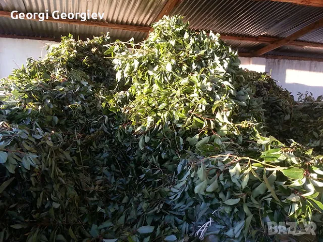 Натурално биоетерично масло от камфорово дърво , снимка 2 - Други - 47484823