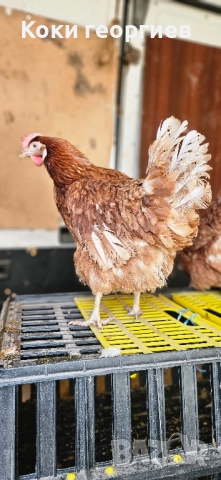 продавам кокошки носачки ломан Браун за яйца 
