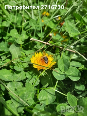Домашен мед от глухарчета - ценен източник на здраве, снимка 2 - Домашни продукти - 51643611