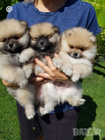 Померан померанчета свободни!, снимка 2 - Померан - 51699800