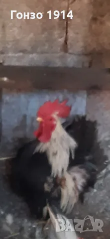 Чифтове шабо, снимка 4 - Кокошки и пуйки - 49673022