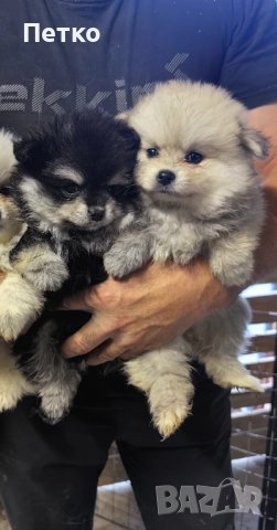 Момичета Шпицове , снимка 1