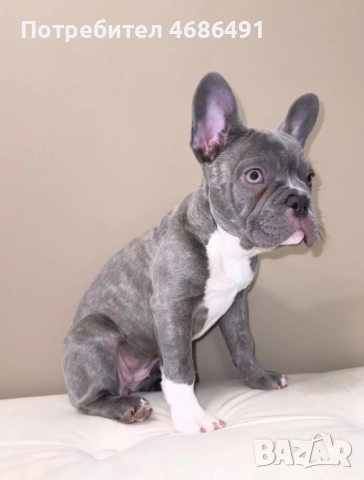 Син Френски Булдог