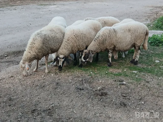 Свободни овце и коч, снимка 6 - Овце - 56132577