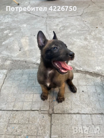 Кученца Белгийска овчарка Малиноа, снимка 1