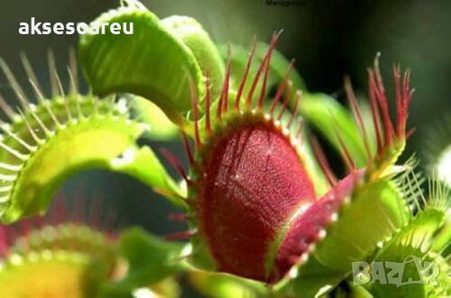 20 бр Редки семена от насекомоядно месоядно растение венерина мухоловка декор за дома офиса двора и , снимка 9 - Сортови семена и луковици - 37700863