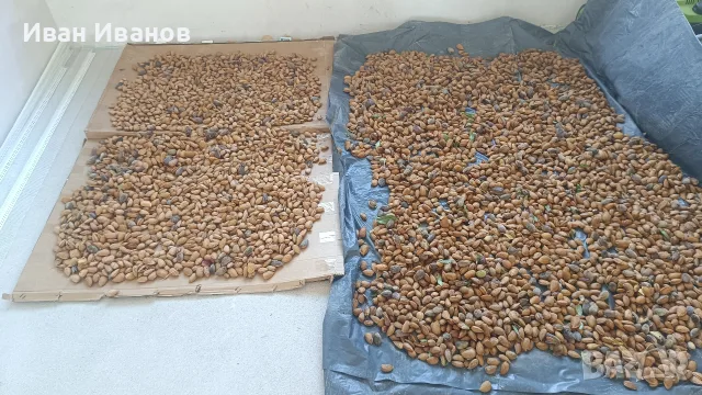 Продавам бадеми собствено производство , снимка 4 - Домашни продукти - 56134166