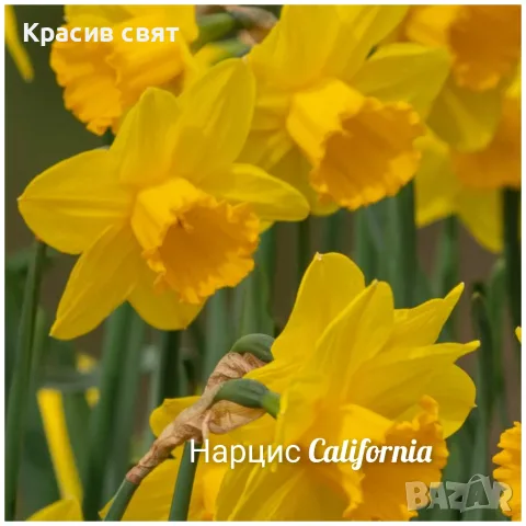 Нарциси луковици, снимка 4 - Сортови семена и луковици - 56163384