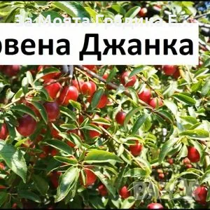 Плодни дръвчета , снимка 3 - Разсади - 49420186