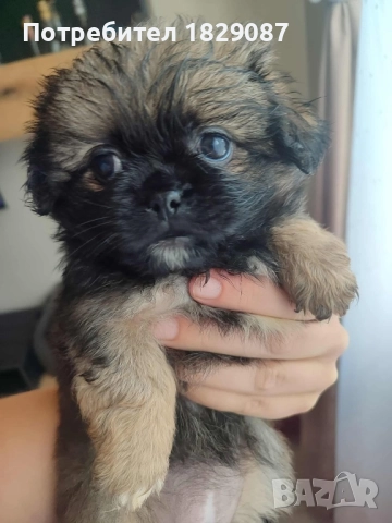 Пекинез с първа ваксина и паспорт, снимка 1