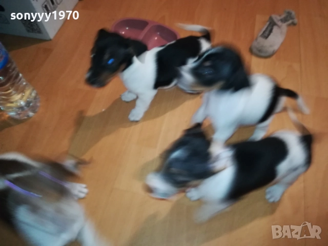 ДЖАК РЪСЕЛ С ПАСПОРТ И ВАКСИНА 1210252135, снимка 8 - Джак ръсел териер - 52031090