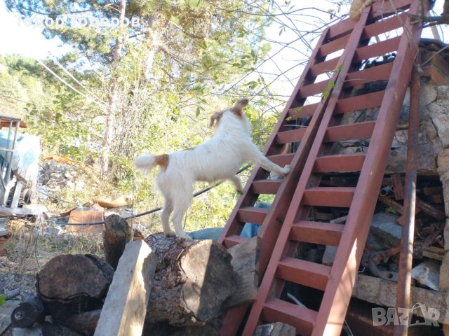 Парсън ръсел, снимка 3 - Други - 42897002