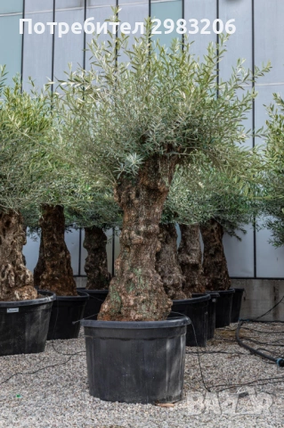 Продавам маслиново дърво