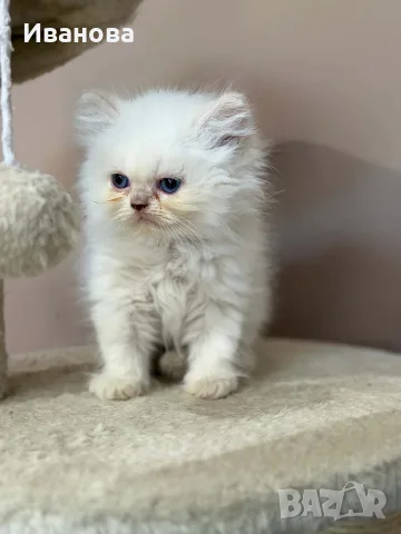 Персийско коте. , снимка 6 - Персийска - 56153471