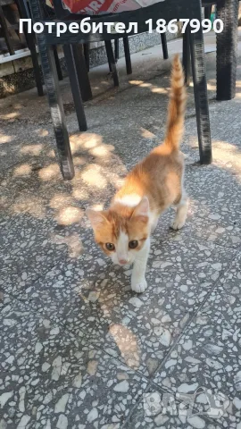 Котета търсят дом, снимка 8 - Други - 55517656