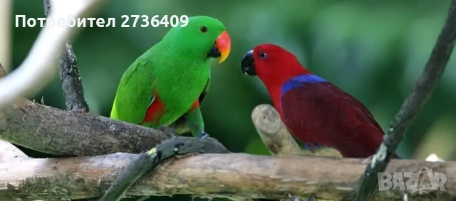 Търся Еклектуси 