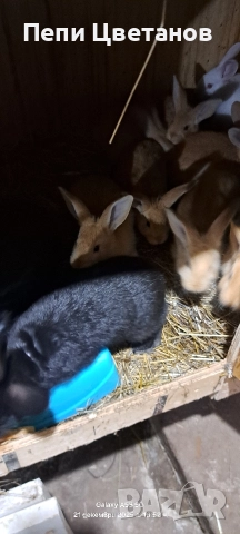 Продавам зайчета, снимка 6 - Други животни - 52867641