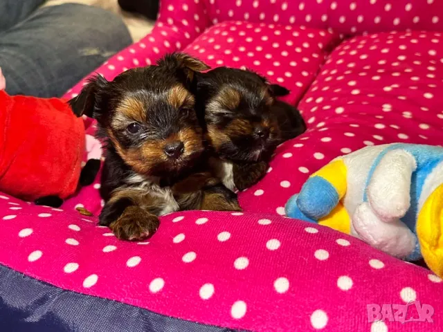 Мини йоркширски териер , снимка 1