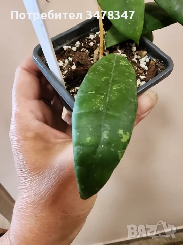 Хоя Nakornsritammarach EPC 207, снимка 2 - Стайни растения - 50673253