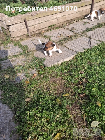 Джак ръсел, снимка 4 - Джак ръсел териер - 52887077