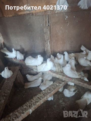 Бели старозагорски гълъби