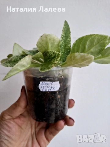 Мини сентполия, Alan's Fallen Angel , снимка 2 - Стайни растения - 53095036