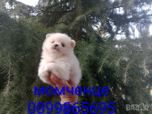 Бели мъжки и женски Померани. Реални снимки от 02.01.26 г. , снимка 5 - Померан - 52908974