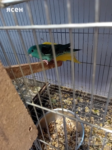 Продавам Аймари , снимка 5 - Папагали - 54153647