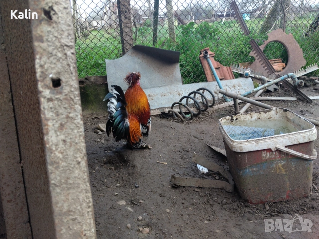 Продавам Джинки, снимка 2 - други­ - 54102461