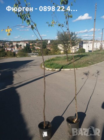 Бреза 100-150см за 11лв , размер 200-220см за 21лв и Налични 3 вида Върби , снимка 13 - Разсади - 38067285