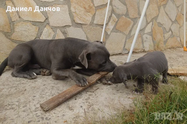 Питбули блу нос , снимка 7 - Питбул - 55373629