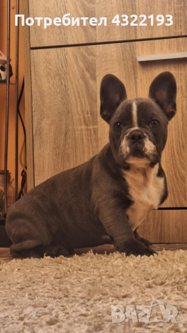 Синьо мъжко френско булдоче, снимка 1