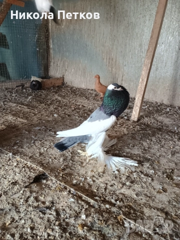 Седлати болани , снимка 8 - Гълъби - 52890583