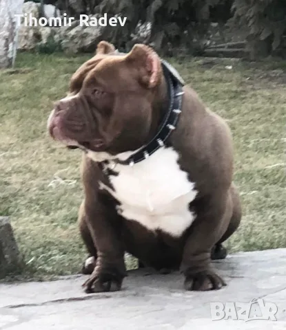 American Bully Pocket, снимка 8 - Други - 55984399