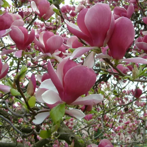 Магнолия Рустика Рубра, снимка 5 - Градински цветя и растения - 50375522