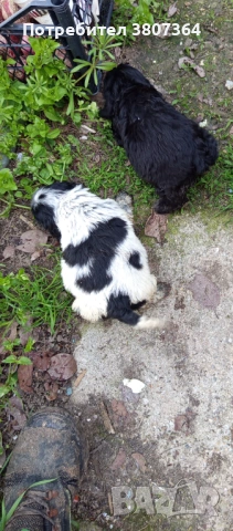 Американски Кокер шпаньол , снимка 8 - Кокер шпаньол - 54175558