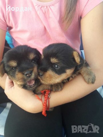 йорки / йоркита * Оферта* , снимка 13 - Йоркширски териер - 21710481