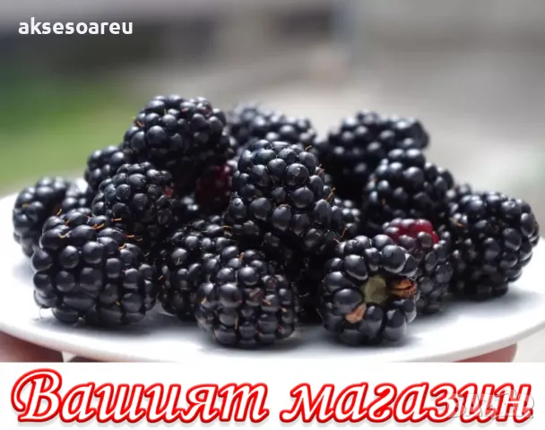 Висококачествени нови семена от хранителна Къпина без бодли Rubus rusticanus 50+ семена антиоксидант, снимка 17 - Сортови семена и луковици - 50332260