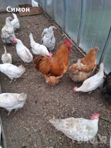 Петли орпингтон , снимка 4 - Кокошки и пуйки - 53260821