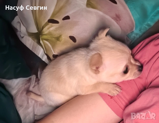 Чихуахуа на 2 месеца мъжко. Остана 1, снимка 3 - Чихуахуа - 53280878