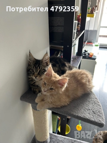 Мейн куун котета