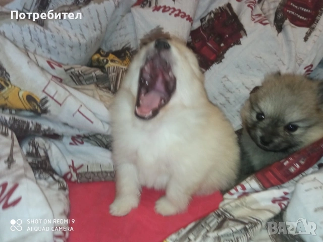 Померанчета