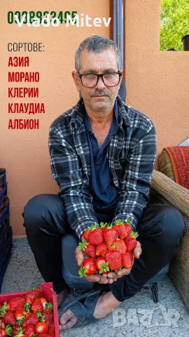 расад ягоди и малини, снимка 3 - Разсади - 56331190