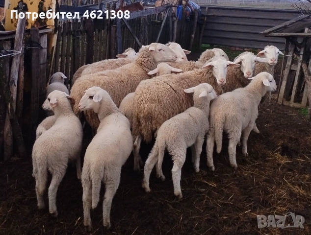 Продавам агнета